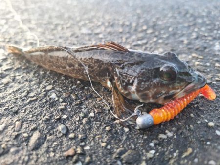 ロックフィッシュ釣行