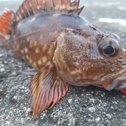 ロックフィッシュ釣行
