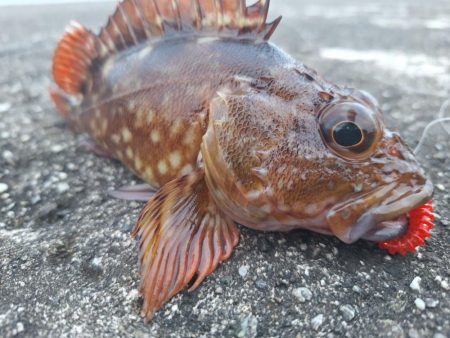 ロックフィッシュ釣行