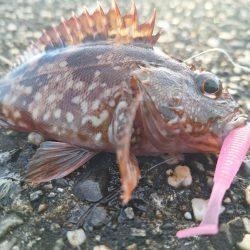 ロックフィッシュ釣行