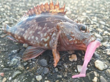 ロックフィッシュ釣行