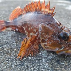 ロックフィッシュ釣行