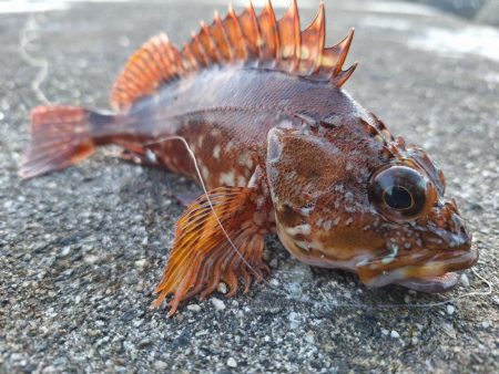 ロックフィッシュ釣行