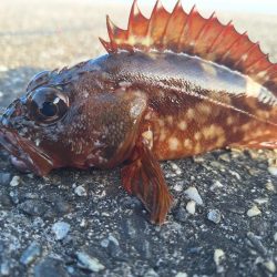 ロックフィッシュ釣行