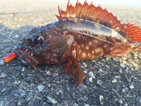 ロックフィッシュ釣行
