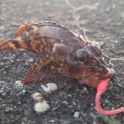 ロックフィッシュ釣行