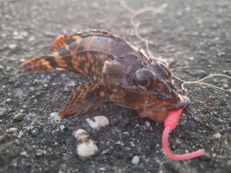 ロックフィッシュ釣行