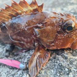 ロックフィッシュとアジ