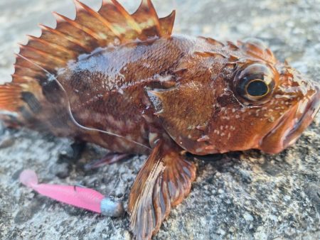 ロックフィッシュとアジ