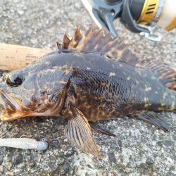 ロックフィッシュ釣行