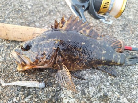 ロックフィッシュ釣行