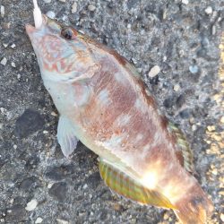 ロックフィッシュ釣行