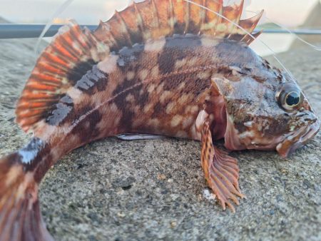 ロックフィッシュ釣行