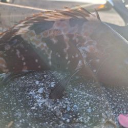 ロックフィッシュ釣行