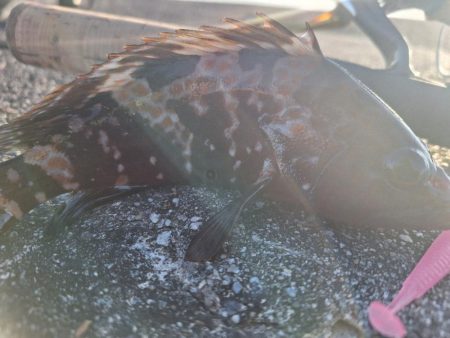 ロックフィッシュ釣行