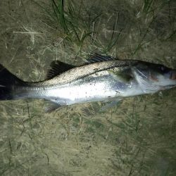 何とか1匹釣れました