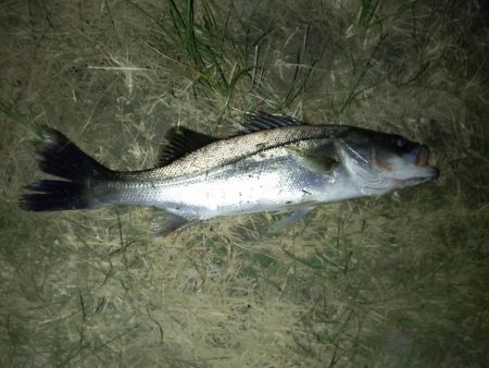 何とか1匹釣れました