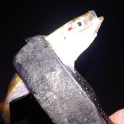 梅雨メバル調査3