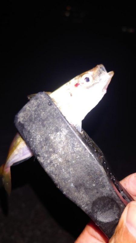 梅雨メバル調査3