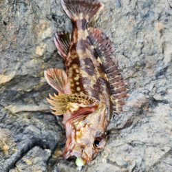 アオハタラッシュ