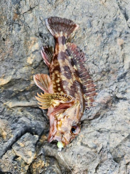 アオハタラッシュ