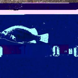 梅雨メバル調査4