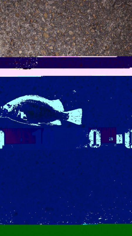 梅雨メバル調査4