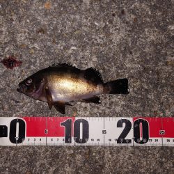 梅雨明けメバル調査2