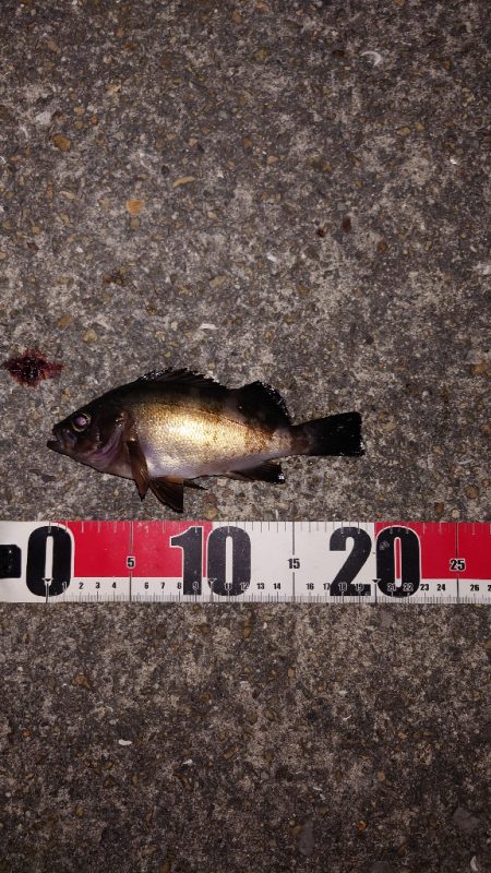 梅雨明けメバル調査2