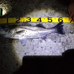 久々のシーバス