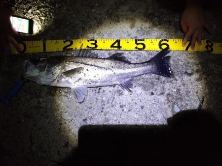 久々のシーバス