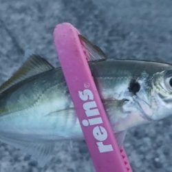 ヤズちゃんとアジ