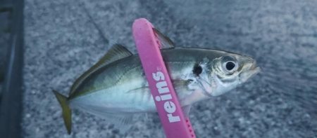 ヤズちゃんとアジ