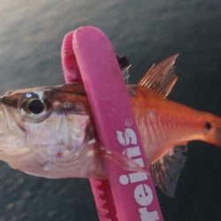 ジグサビキで3目