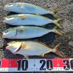 ライトショアジギング