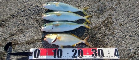 ライトショアジギング