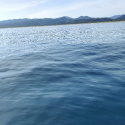 ロックフィッシュ