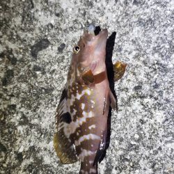 アオリイカ釣れた