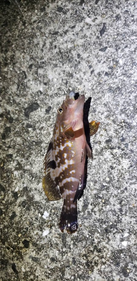 アオリイカ釣れた