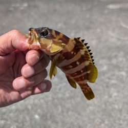 陸っぱり釣行記