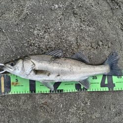 ヒラメ、マゴチ、シーバス釣れました!