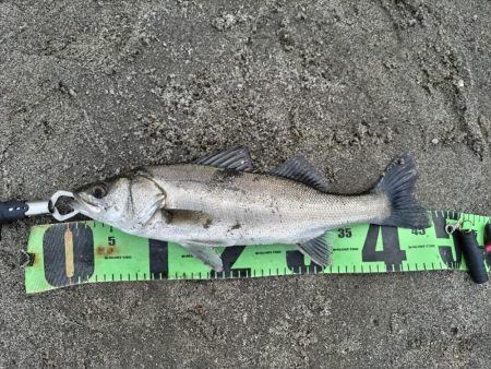 ヒラメ、マゴチ、シーバス釣れました!