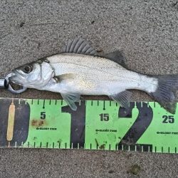 短時間釣行でヒラフッコ！