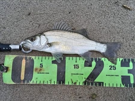 短時間釣行でヒラフッコ！