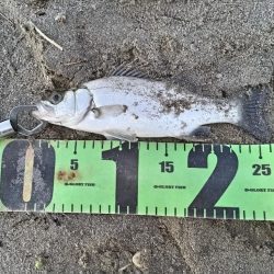 ヒラフッコとソゲとマゴチ釣れました。