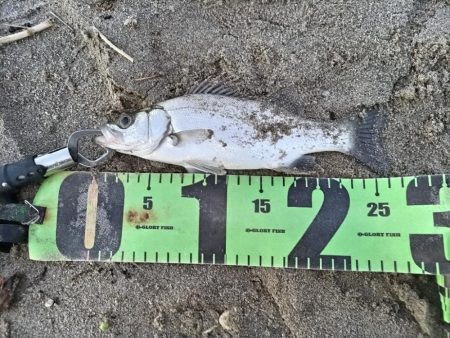 ヒラフッコとソゲとマゴチ釣れました。