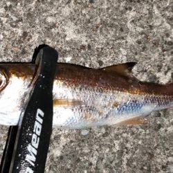 リベンジアジング