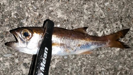 リベンジアジング