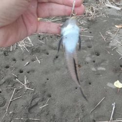 雷雨の前のキス釣り