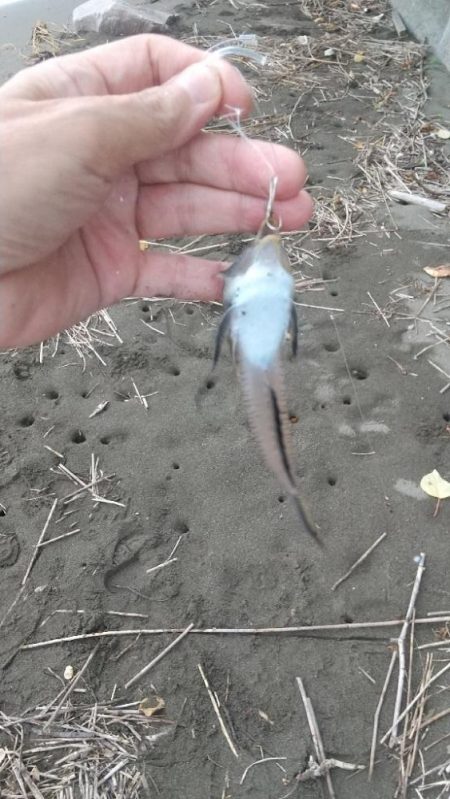 雷雨の前のキス釣り